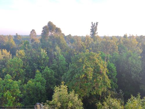 Jingles in נניוקי