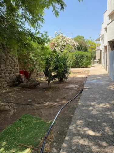 הכינרת מולי, Tiberias (fotografie 9)