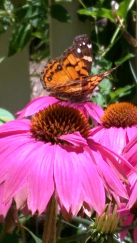 5 Ojo Inn Bed and Breakfast 5 Ojo Inn Bed and Breakfast