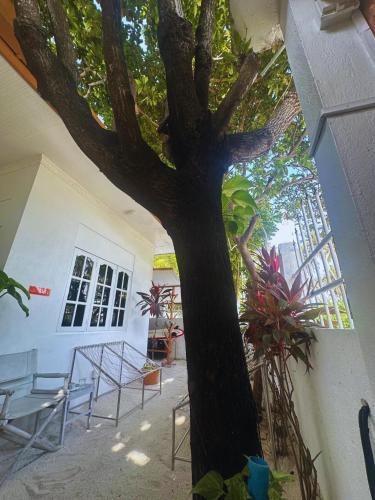 巴哈魯別墅衝浪住宿 Bahaaru Villa Surf and Stay