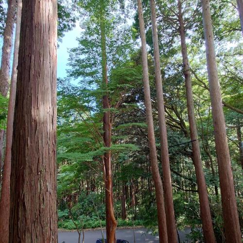 熱川ヒュッテ, Higashiizu (foto 8)
