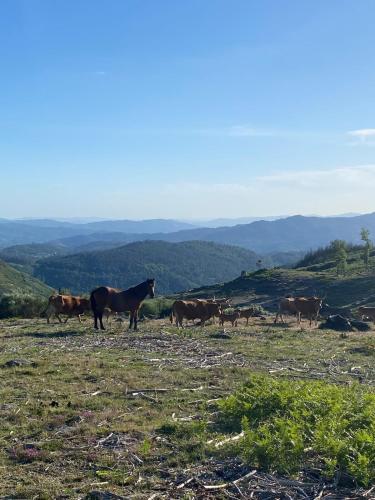House of Serra da Cabreira gîte à louer Vale