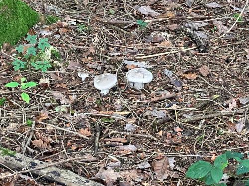 De Goudvink in Heer Sur Meuse