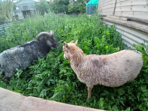 Willowbank farm rare breeds rescue in Piddlehinton