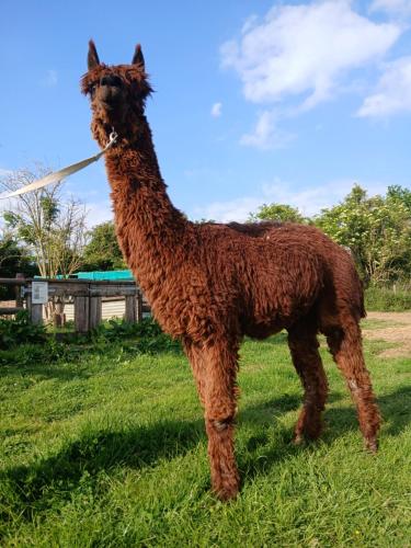 Willowbank farm rare breeds rescue in Piddlehinton