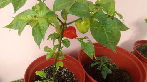 Casa Rosita in Volcán