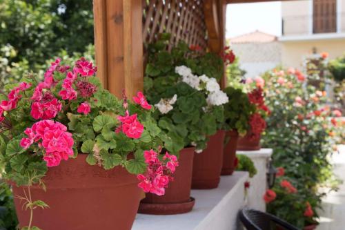 Hotel Aris - image 2