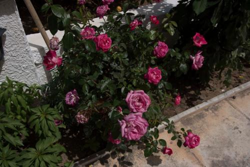 Hotel Aris - image 14