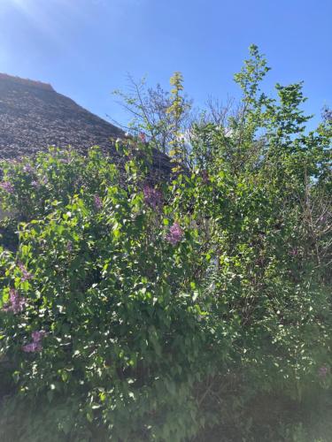 Anna Falusi Vendégház Sarud (Anna Falusi Vendeghaz Sarud) in ซารุด