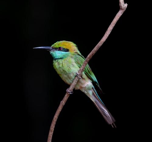 Wilpattu Buma Lodge And Homestay - image 5