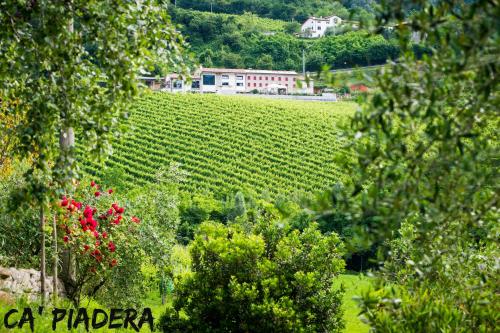 Azienda Agricola Ca' Piadera - image 2
