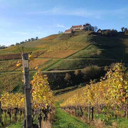 Ferienwohnung in Durbach- Urlaub am Weinberg in Durbach