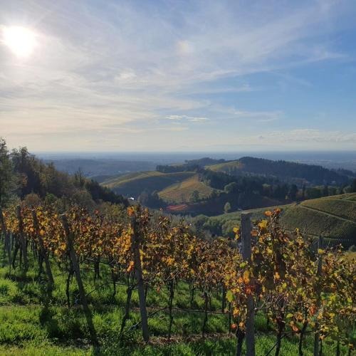 Ferienwohnung in Durbach- Urlaub am Weinberg in Durbach