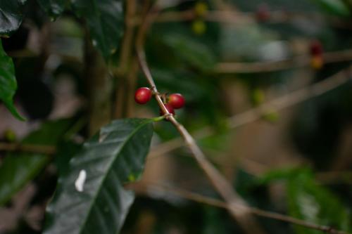 The Dome Boquete in 洛斯納蘭霍斯