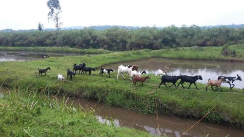 Nguru Farm Cottages in Wakiso