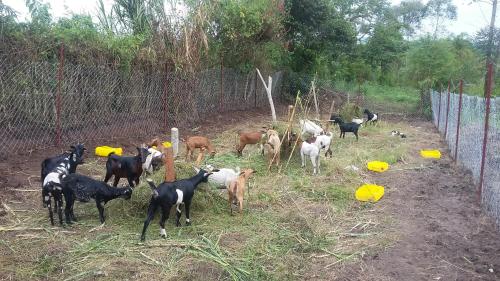 Nguru Farm Cottages in Wakiso