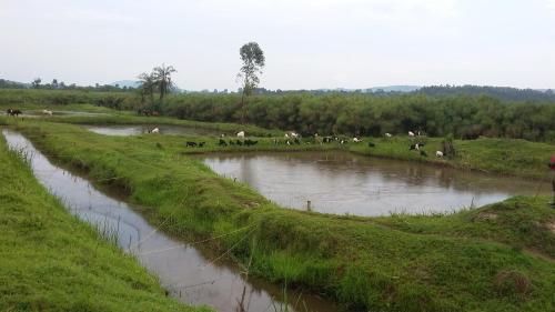 Nguru Farm Cottages in Wakiso
