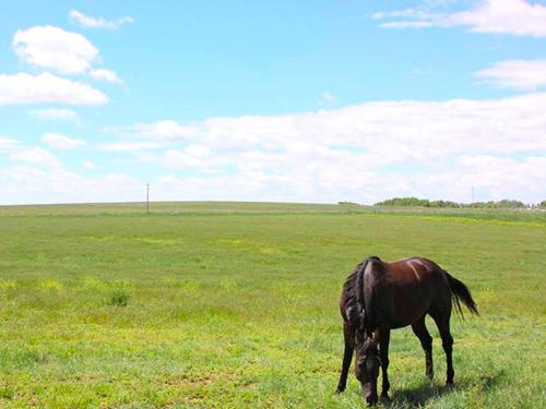 Cozy and Authentic Tipi Rental on Working Horse Ranch near Denver, Colorado in Hudson (CO)