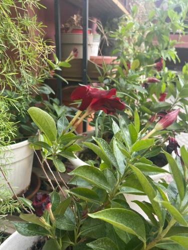B&B Rainforest, Rome (photo 4)