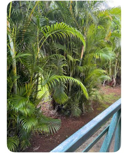 Balcony/terrace, Appart Milena T2 cosy et calme in Baie-Mahault