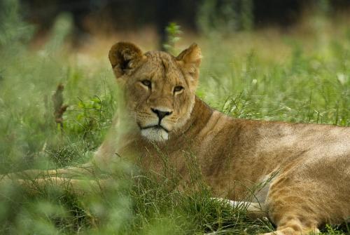 Dyreparken Safarihotell Dyreparken Safarihotell