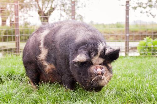 Ruyge Weyde Logies, Eco Farm