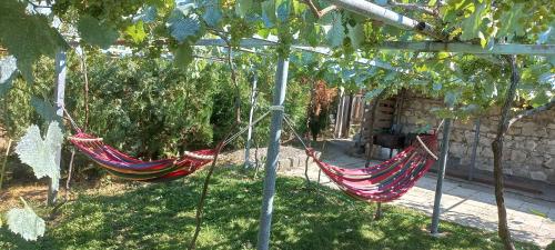 Guesthouse Among the Vines in Lailashi