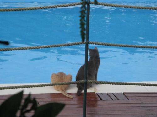  Agriturismo La Vigna in Chiusanico