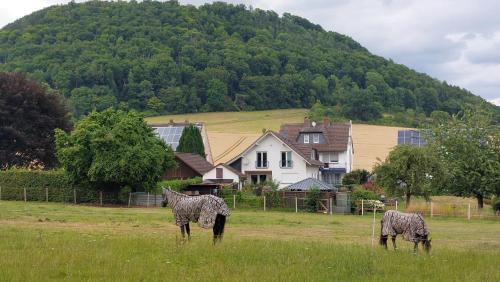 Фасада на хотела, Ferienwohnung MW 75 m2 Höxter Weserbergland Weser 2 Bäder Terrasse Wäsche Endreinigung (Ferienwohnung MW 4a bis 66 m2 Hoxter Weserbergland Weser 1-2P 1SZi mBad 3-4P 2SZi m2Bader Terrasse W) in Boffzen