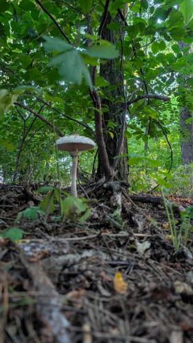 Pod Orzechem Włoskim 1 (Pod Orzechem Wloskim 1) in Boleslawiec K.Wieruszowa