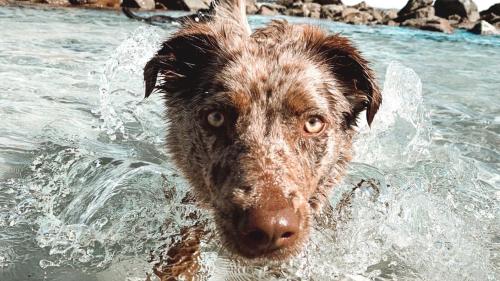 Clippers 1 - Pet-Friendly Holiday Home Near Pippi Beach - Holiday Yamba - image 3
