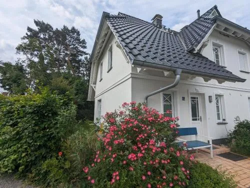 Dünenrose in Born, Deutschland