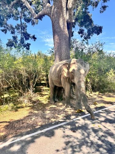 Sylvan Cabana Arugam Bay in Panama