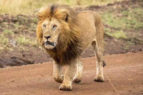 Lepuan safari in Narok