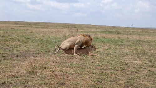 Lepuan safari in Narok