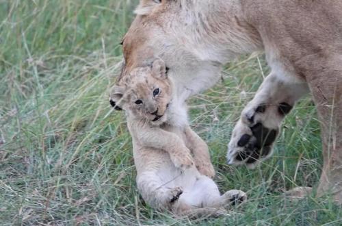 Lepuan safari in Narok
