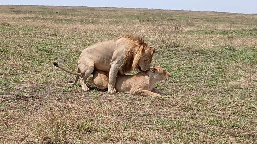 Lepuan safari in Narok