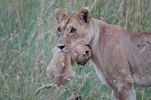 Lepuan safari in Narok