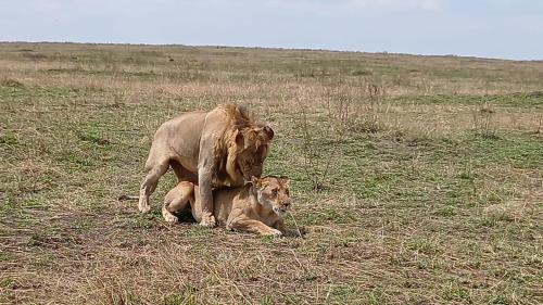 Lepuan safari in Narok