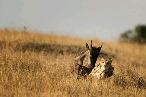 Lepuan safari in Narok