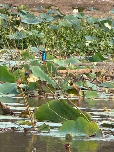 Sylvan Cabana Arugam Bay in Panama