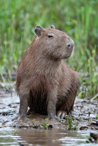 Posada Amazonas Lodge