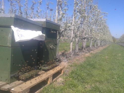 B&B De Fruithoeve