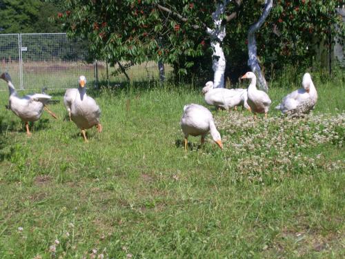 Steffis Zimmervermietung