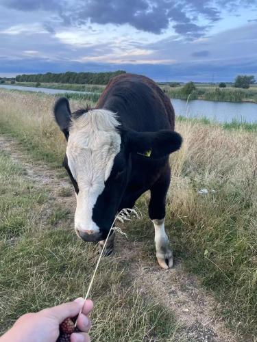 Gilead Grace House in Littleport East
