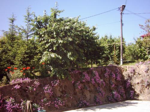Pension Garofita - image 10