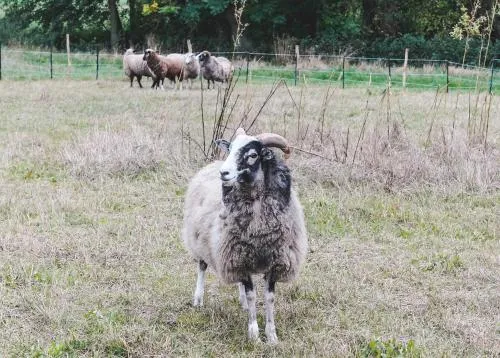 Ferienhof Elmenhorst in Elmenhorst, Deutschland