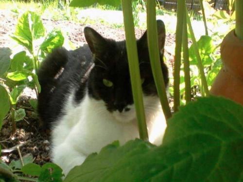 Apartment Pircher - image 10