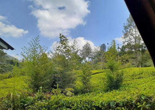 Surrounding environment, D'Koes Dieng in Rejosari