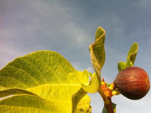 I Giardini di Pomona